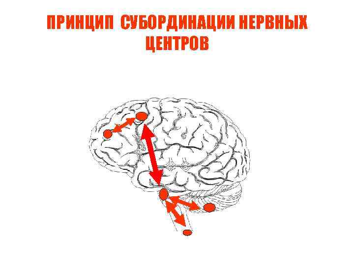 ПРИНЦИП СУБОРДИНАЦИИ НЕРВНЫХ ЦЕНТРОВ 