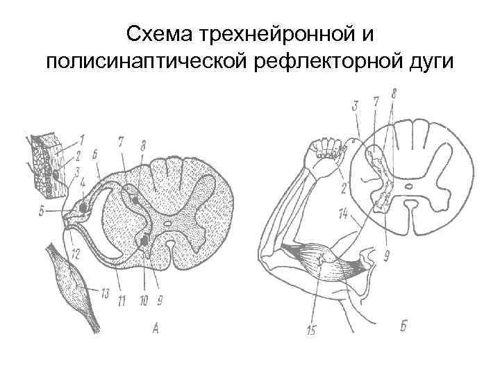 Схема трехнейронной и полисинаптической рефлекторной дуги 