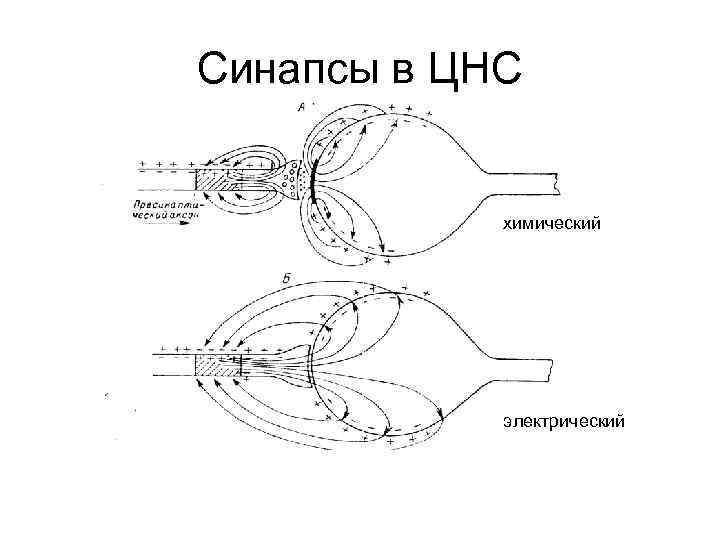 Синапсы в ЦНС химический электрический 