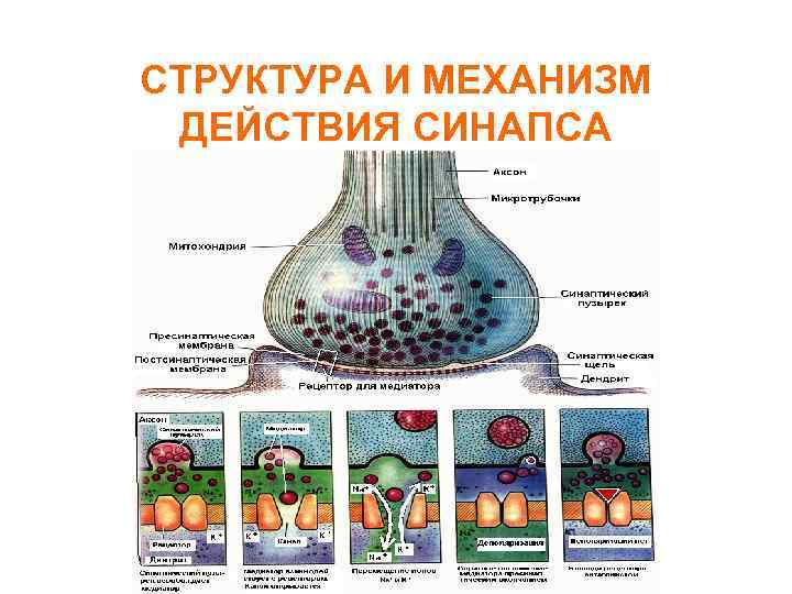 СТРУКТУРА И МЕХАНИЗМ ДЕЙСТВИЯ СИНАПСА 