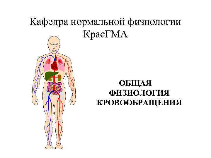 Кафедра нормальной физиологии Крас. ГМА ОБЩАЯ ФИЗИОЛОГИЯ КРОВООБРАЩЕНИЯ 
