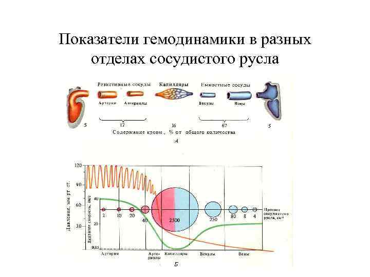 Показатели гемодинамики в разных отделах сосудистого русла 