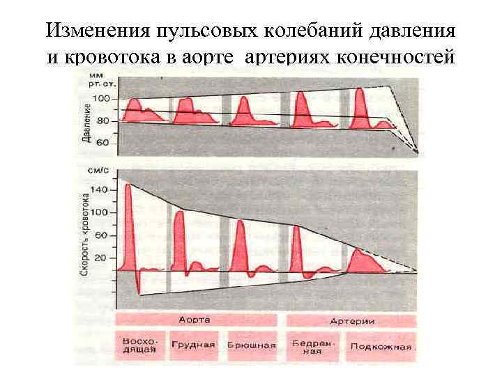 Изменения пульсовых колебаний давления и кровотока в аорте артериях конечностей 