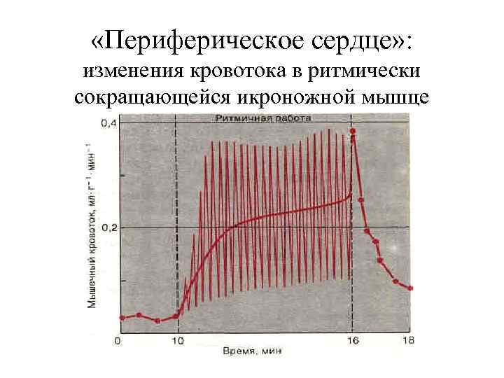  «Периферическое сердце» : изменения кровотока в ритмически сокращающейся икроножной мышце 