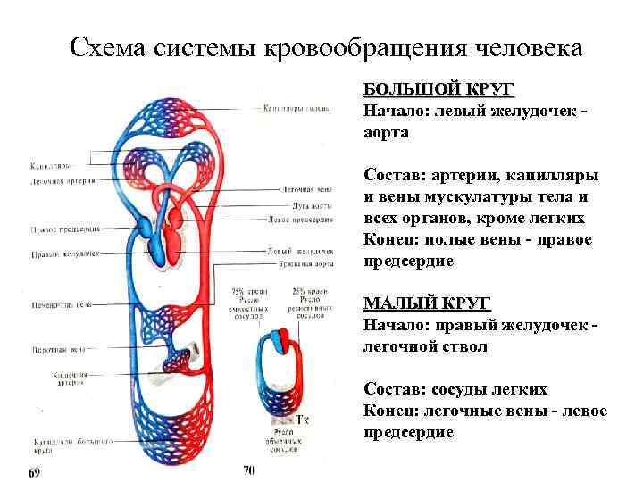 Схема системы кровообращения человека БОЛЬШОЙ КРУГ Начало: левый желудочек аорта Состав: артерии, капилляры и