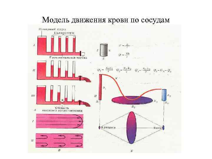 Модель движения крови по сосудам 