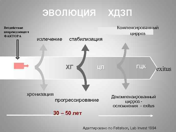 ЭВОЛЮЦИЯ Воздействие повреждающего ФАКТОРА излечение стабилизация ХГ хронизация ХДЗП ЦП прогрессирование Компенсированный цирроз ГЦК