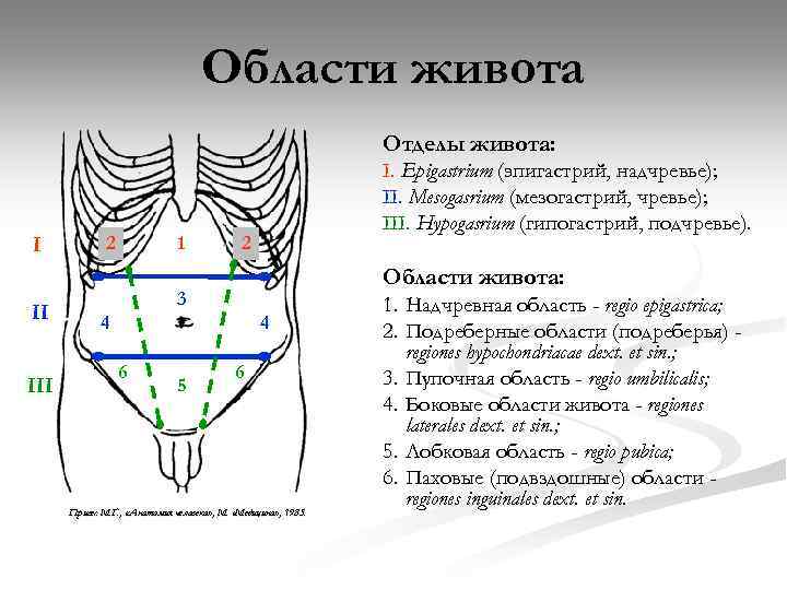 Области живота Отделы живота: I II III 2 1 I. Epigastrium (эпигастрий, надчревье); II.