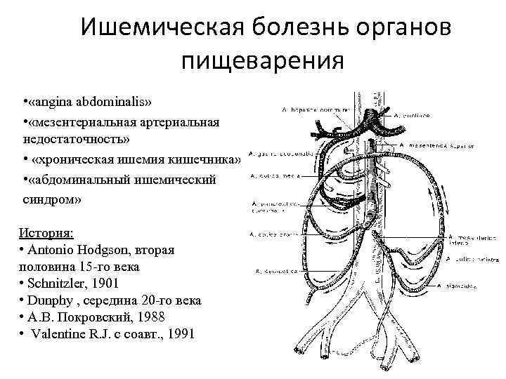  Ишемическая болезнь органов пищеварения • «аngina abdominalis» • «мезентериальная артериальная недостаточность» • «хроническая