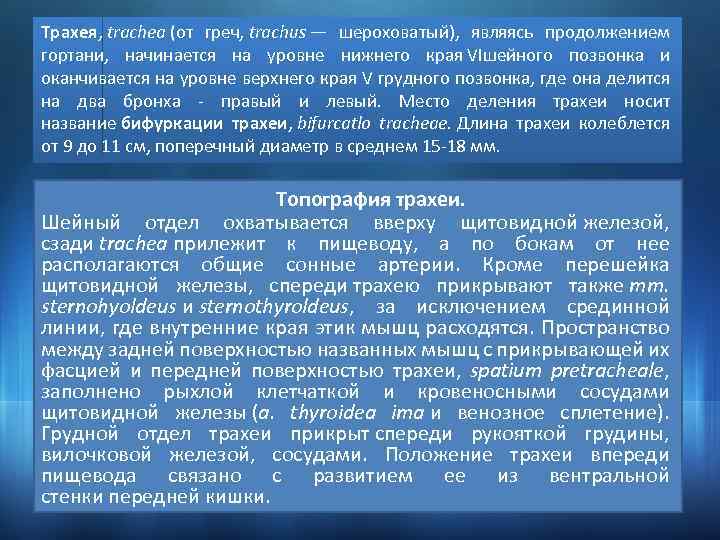 Трахея, trachea (от греч, trachus — шероховатый), являясь продолжением гортани, начинается на уровне нижнего