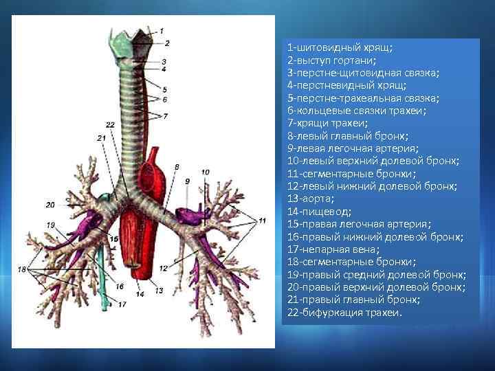 1 -шитовидный хрящ; 2 -выступ гортани; 3 -перстне-щитовидная связка; 4 -перстневидный хрящ; 5 -перстне-трахеальная