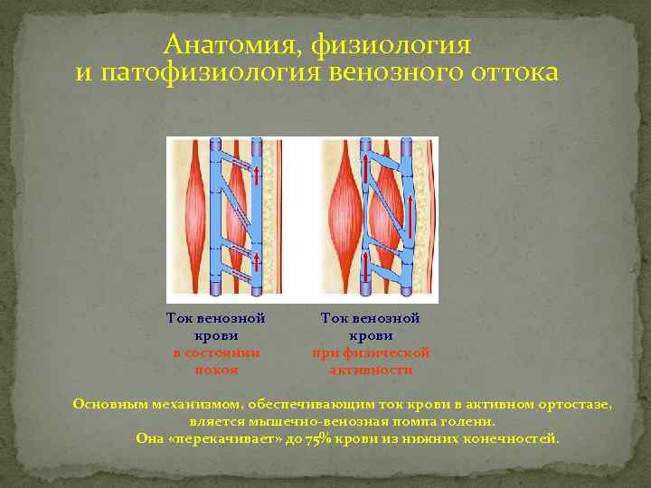 Анатомия, физиология и патофизиология венозного оттока Ток венозной крови в состоянии покоя Ток венозной