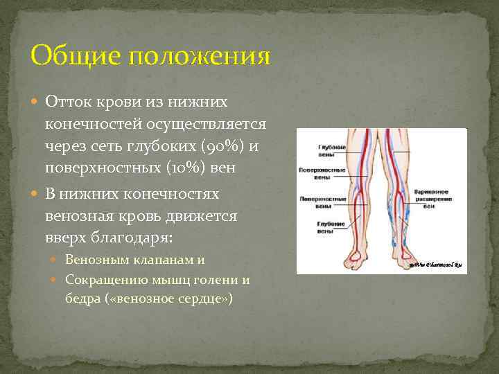 Общие положения Отток крови из нижних конечностей осуществляется через сеть глубоких (90%) и поверхностных