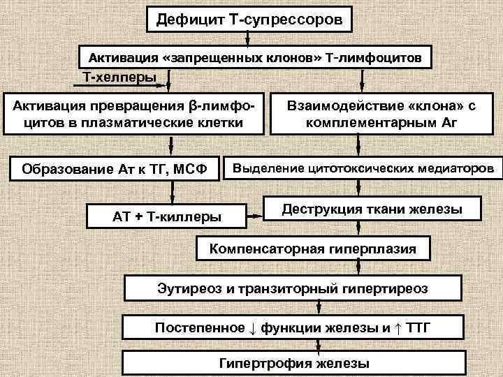 Дефицит Т-супрессоров Активация «запрещенных клонов» Т-лимфоцитов Т-хелперы Активация превращения β-лимфоцитов в плазматические клетки Взаимодействие