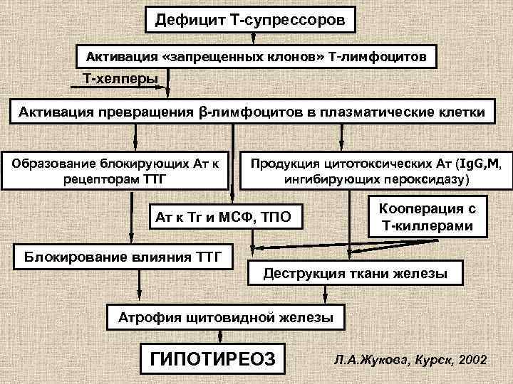 Дефицит Т-супрессоров Активация «запрещенных клонов» Т-лимфоцитов Т-хелперы Активация превращения β-лимфоцитов в плазматические клетки Образование