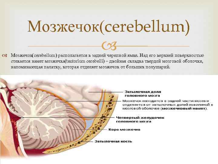 Мозжечок(cerebellum) располагается в задней черепной ямке. Над его верхней поверхностью стекается намет мозжечка(tentorium cerebelli)