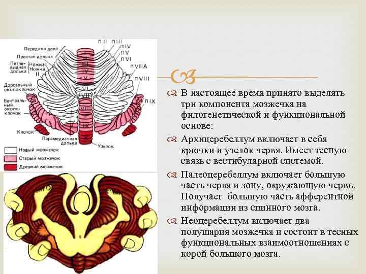  В настоящее время принято выделять три компонента мозжечка на филогенетической и функциональной основе: