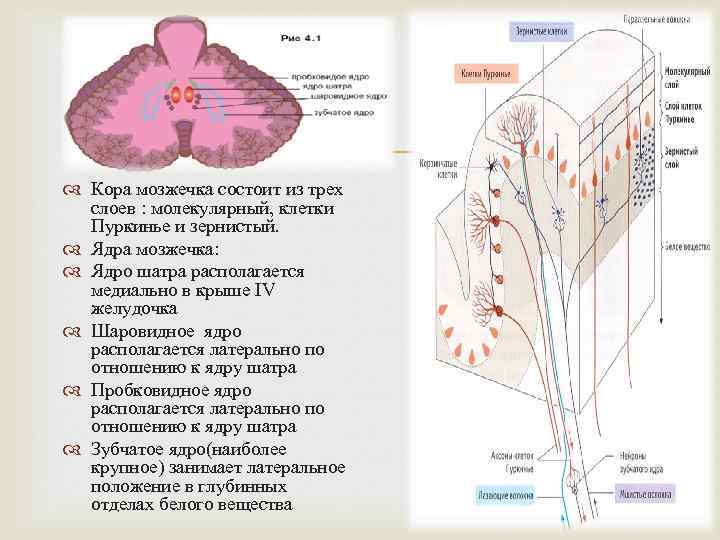 Схема строения клубочка зернистого слоя коры мозжечка