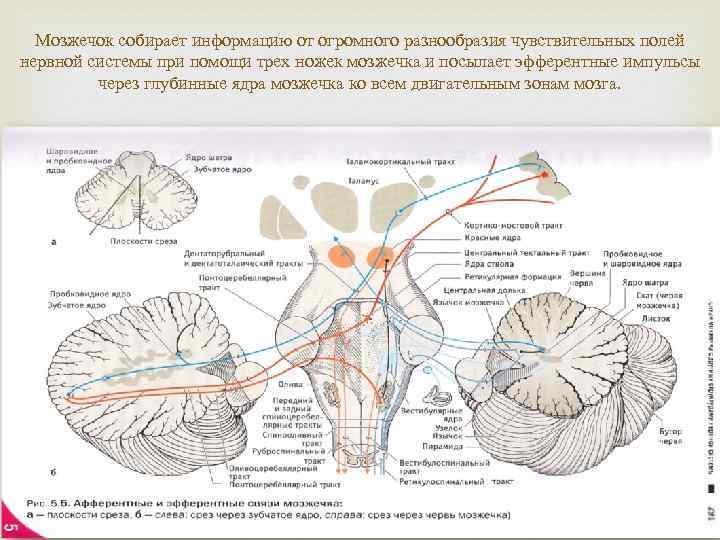 Мозжечок собирает информацию от огромного разнообразия чувствительных полей нервной системы при помощи трех ножек