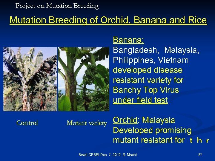 Project on Mutation Breeding of Orchid, Banana and Rice Banana: Bangladesh, Malaysia, n 　　　　　　　　