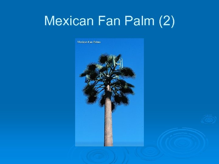 Mexican Fan Palm (2) 