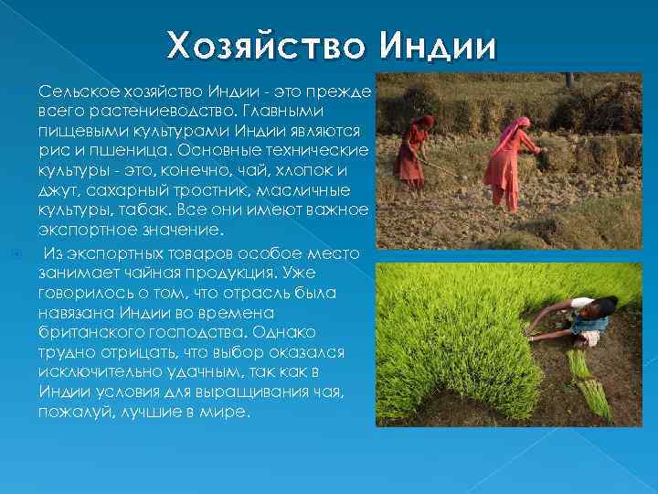 Хозяйство Индии Сельское хозяйство Индии - это прежде всего растениеводство. Главными пищевыми культурами Индии