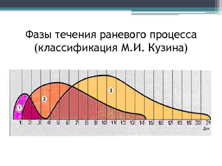 Фазы течения раневого процесса (классификация М. И. Кузина) 