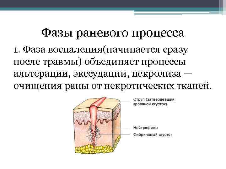 Фазы раневого процесса 1. Фаза воспаления(начинается сразу после травмы) объединяет процессы альтерации, экссудации, некролиза