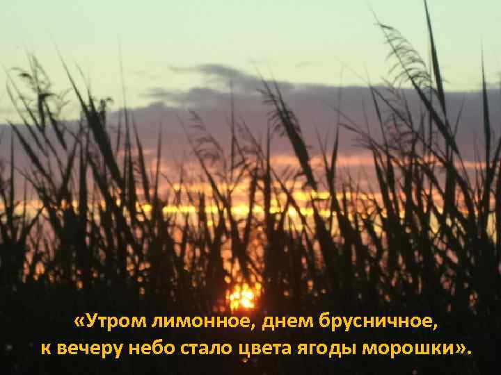  «Утром лимонное, днем брусничное, к вечеру небо стало цвета ягоды морошки» . 