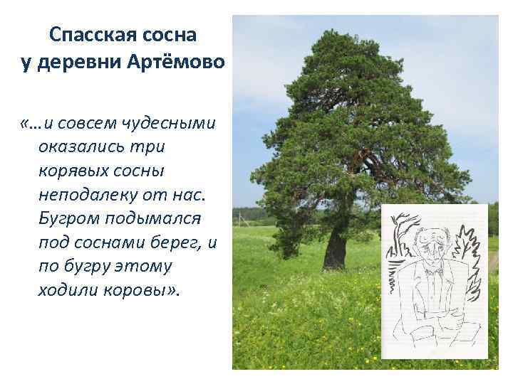 Спасская сосна у деревни Артёмово «…и совсем чудесными оказались три корявых сосны неподалеку от