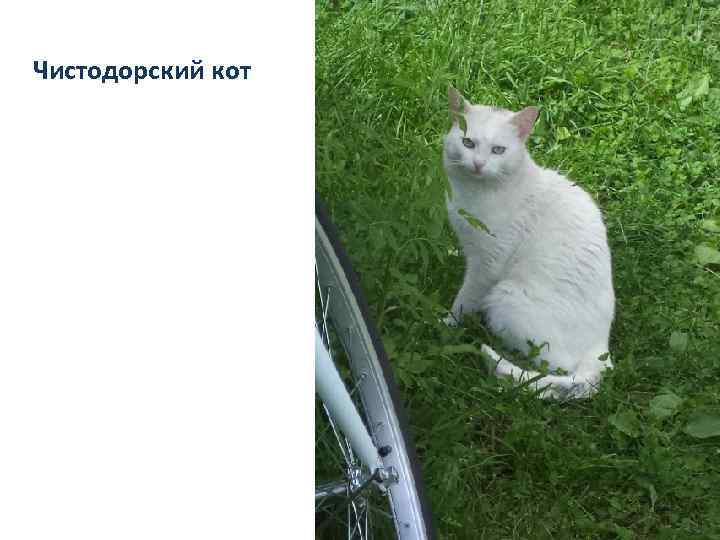 Чистодорский кот 