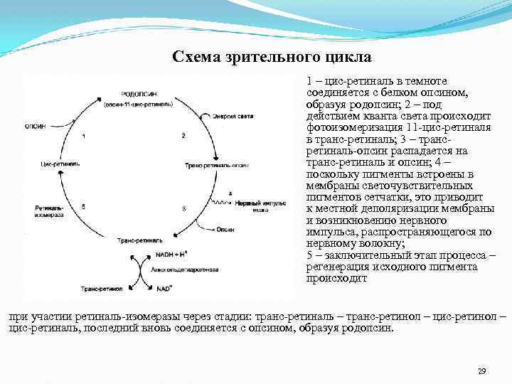 Схема зрительного цикла 1 – цис-ретиналь в темноте соединяется с белком опсином, образуя родопсин;