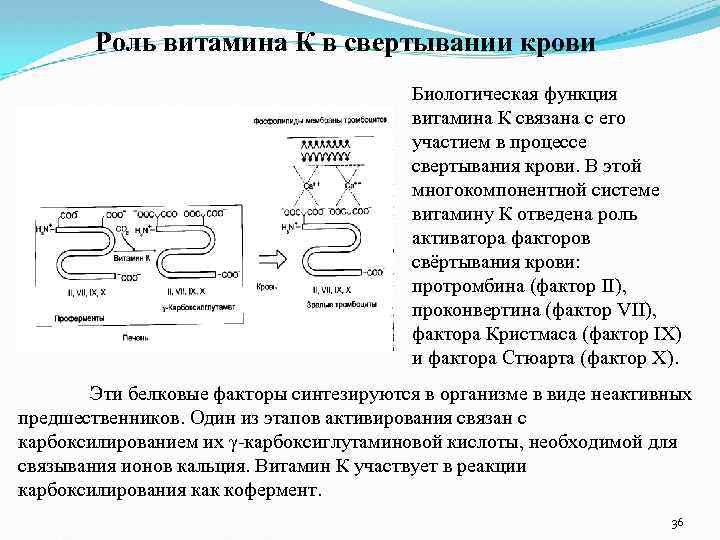 Роль витамина К в свертывании крови Биологическая функция витамина К связана с его участием