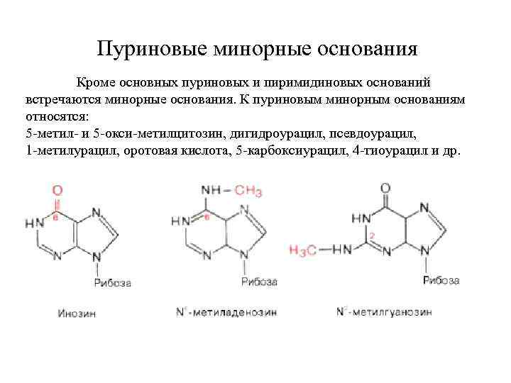 Пуриновые минорные основания Кроме основных пуриновых и пиримидиновых оснований встречаются минорные основания. К пуриновым