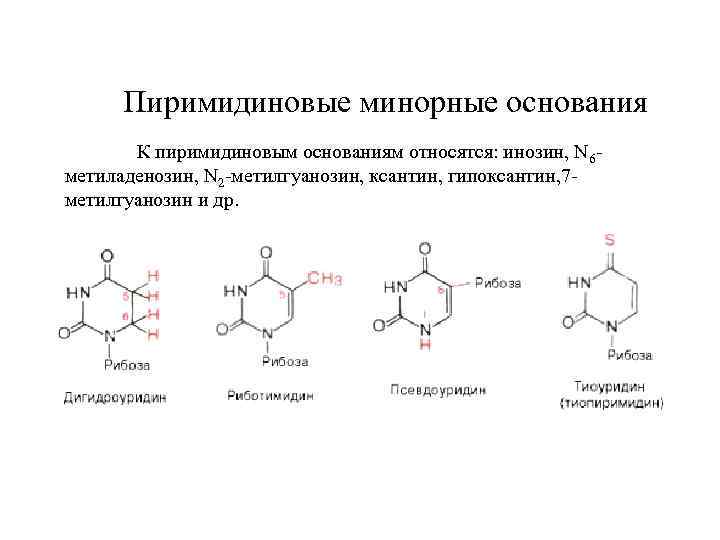 К основаниям относятся. Минорные пиримидиновые основания. Минорных пиримидиновых оснований-нуклеозидов. Минорные пуриновые основания. К пиримидиновым азотистым основаниям относятся.