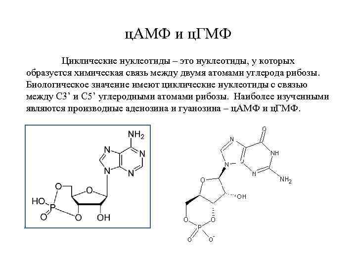 ц. АМФ и ц. ГМФ Циклические нуклеотиды – это нуклеотиды, у которых образуется химическая