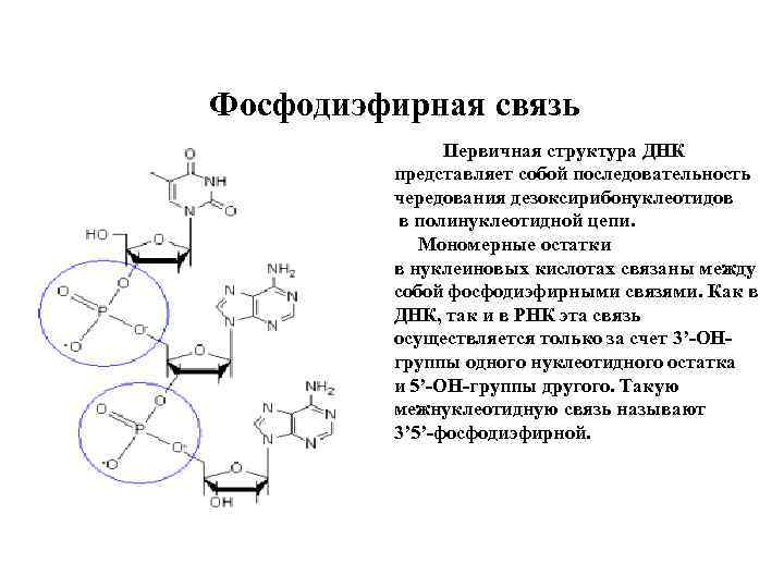 Связь поддерживающая вторичную структуру