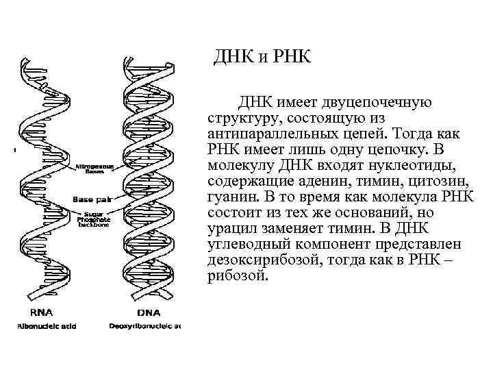 ДНК и РНК ДНК имеет двуцепочечную структуру, состоящую из антипараллельных цепей. Тогда как РНК