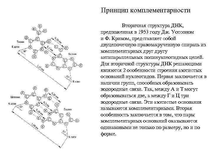 Принцип комплементарности Вторичная структура ДНК, предложенная в 1953 году Дж. Уотсоном и Ф. Криком,