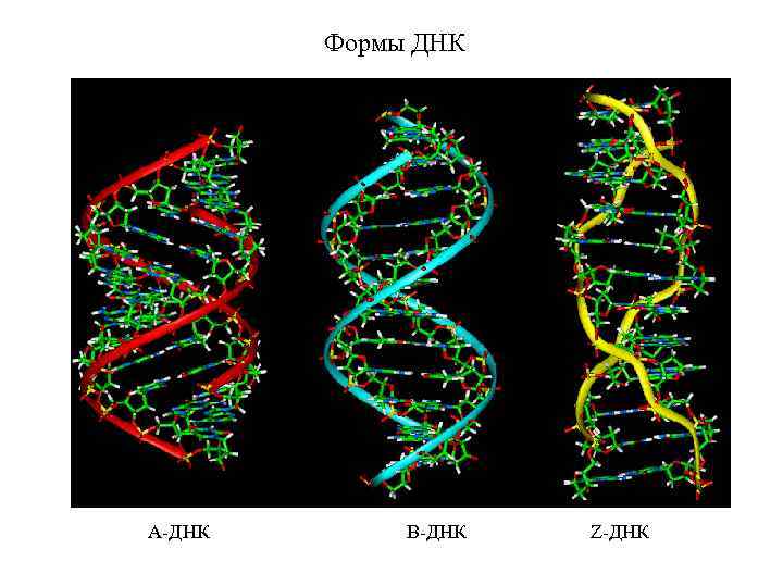 Формы ДНК А-ДНК В-ДНК Z-ДНК 