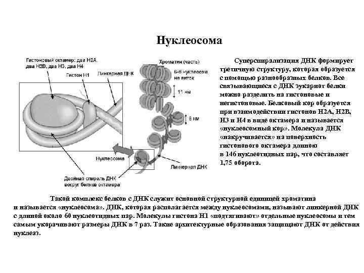 Нуклеосома Суперспирализация ДНК формирует третичную структуру, которая образуется с помощью разнообразных белков. Все связывающиеся