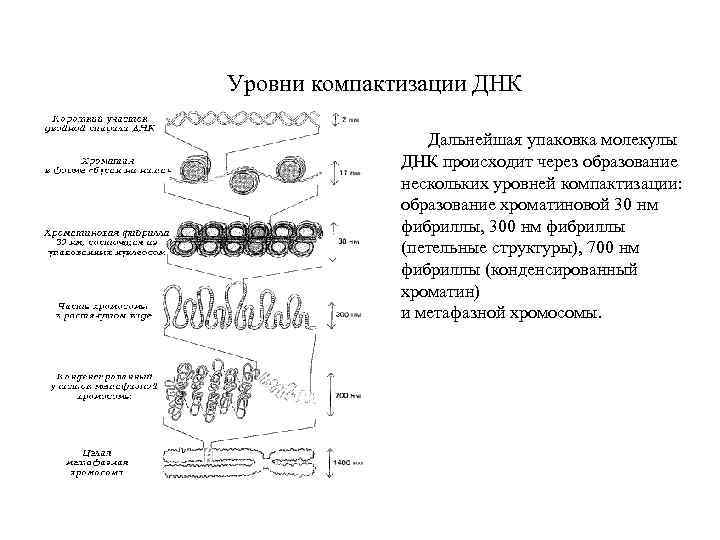 Уровни компактизации ДНК Дальнейшая упаковка молекулы ДНК происходит через образование нескольких уровней компактизации: образование