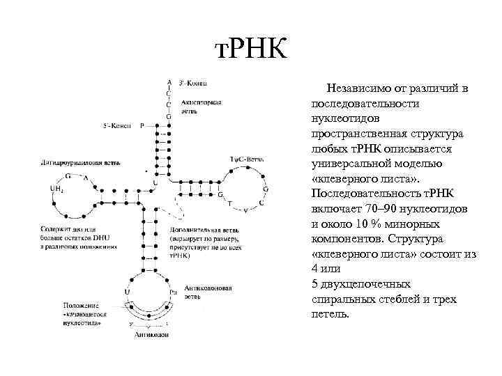 т. РНК Независимо от различий в последовательности нуклеотидов пространственная структура любых т. РНК описывается