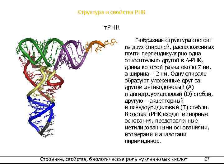 Структура и свойства РНК т. РНК Г-образная структура состоит из двух спиралей, расположенных почти