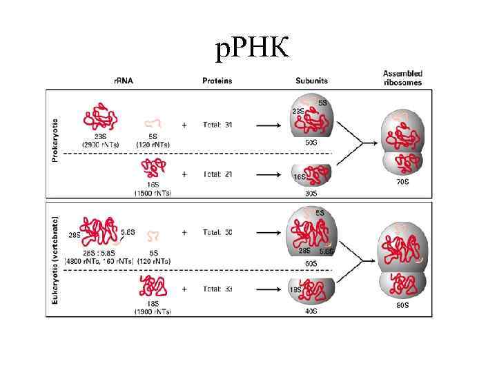 р. РНК 