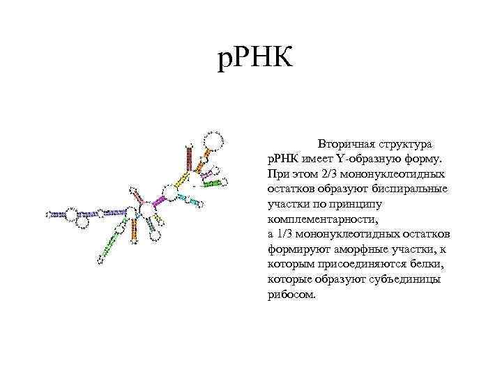 Рнк имеет форму. Строение вторичной структуры МРНК. Рибосомальная РНК строение. Вторичная структура р РНК. Вторичная структура РРНК.