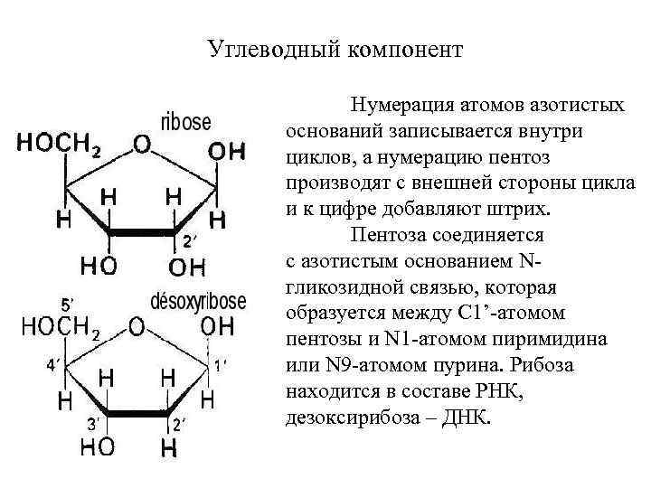 Углеводный компонент Нумерация атомов азотистых оснований записывается внутри циклов, а нумерацию пентоз производят с