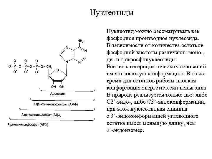 Нуклеотиды Нуклеотид можно рассматривать как фосфорное производное нуклеозида. В зависимости от количества остатков фосфорной