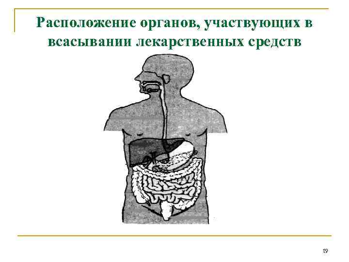 Расположение органов, участвующих в всасывании лекарственных средств 19 