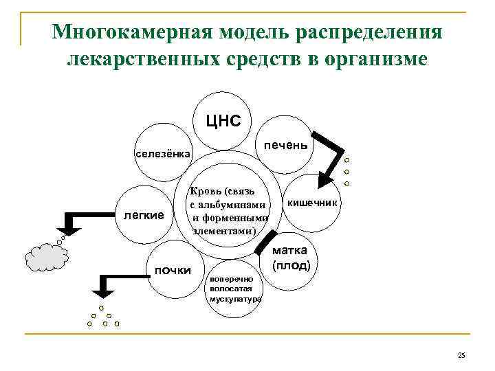 Многокамерная модель распределения лекарственных средств в организме ЦНС печень селезёнка легкие Кровь (связь с